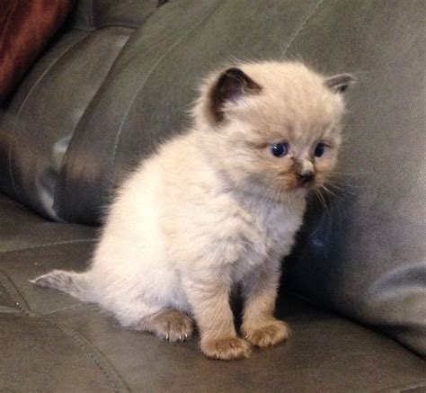 4 Week Old Mink Seal Point Ragdoll Ragdoll Animals Cats