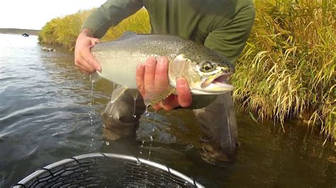 Fly Fishing the Bow River 2015 'Striker Down' - YouTube