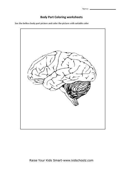 Brain Parts Worksheet Worksheeto Com