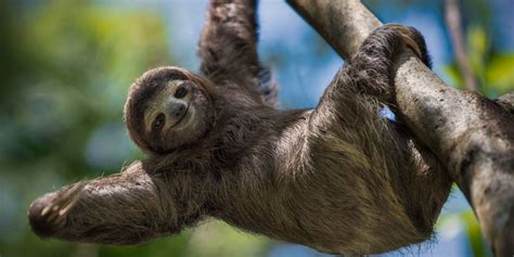 Luieren Tussen De Luiaards In Costa Rica Ronreizen