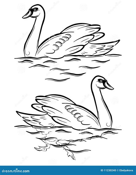 Swan Stock Vector Illustration Of Swimming White Outline 11230240