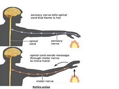 As mentioned above, oculomotor synkinesis is common in cfeom, and particularly in cfeom1 resulting from mutations in. Class V: Science- Skeletal system,Functions of Skeletal,joints