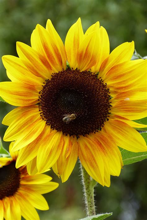 Sunflowers Sunflower Garden Sunflower Flower Sunflower Decor