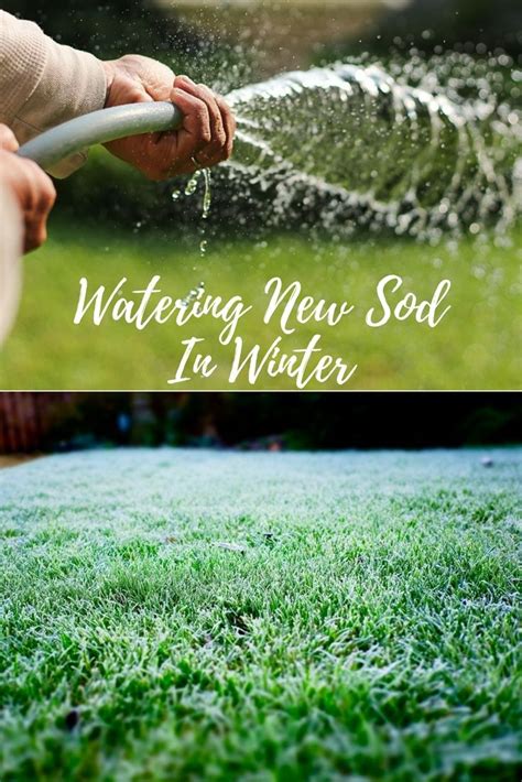 This is a simple and cheap way of ensuring that you can water a new lawn sufficiently while avoiding standing on recently laid turf. Watering New Sod In Winter | Winter lawn care, Winter lawn ...