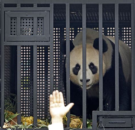 Pandas Start Their Journey In Singapore Cbs News