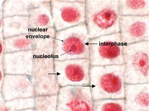 Signal molecules when viewed under a microscope the nuclear membrane appears to fade; LAB 5 cell division - Biology 110 with Harry Haines at ...