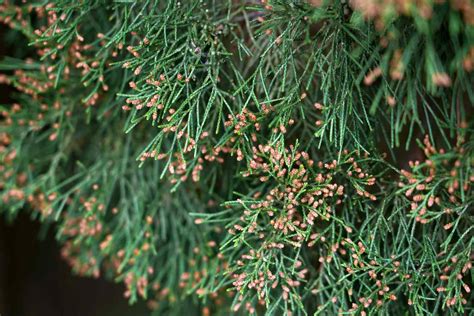 How To Grow And Care For Eastern Red Cedar