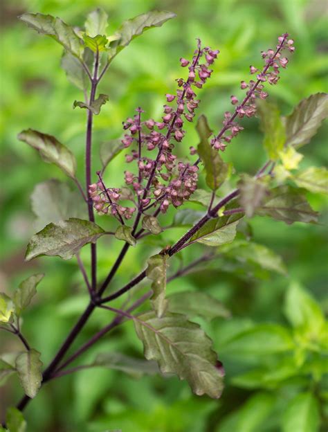 Holy Basil Description Uses And Facts Britannica