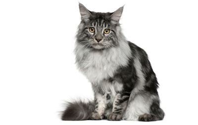 Maine coons are large, intelligent, affectionate pets who love their people. 31 Wonderful Maine Coon Pictures And Photos