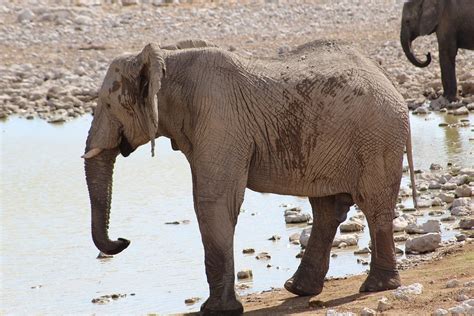 Elefante Banho Presas Foto Gratuita No Pixabay
