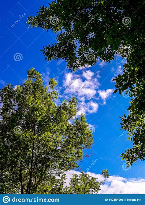 Branches Of A Tree With Green Leaves Against A Blue Sky With White