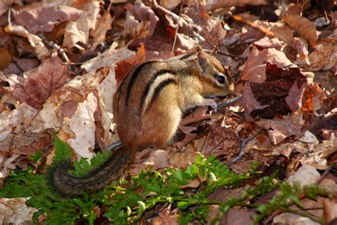 Eastern Chipmunk Photos Diagrams And Topos Summitpost