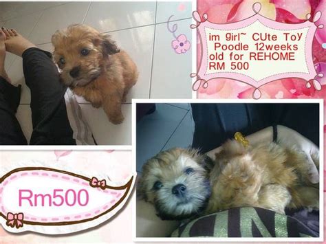 Ipoh is the capital of perak and it reflects the overall progress of the state. Vacinated Deworm 3months Toy Poodle FOR SALE ADOPTION from ...