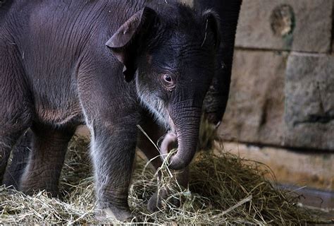 Orphaned Baby Elephants Find A New Home In First Of Its