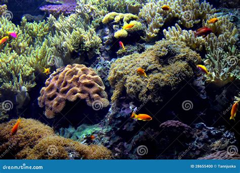 Exotic Underwater Sea Life Stock Photo Image 28655400