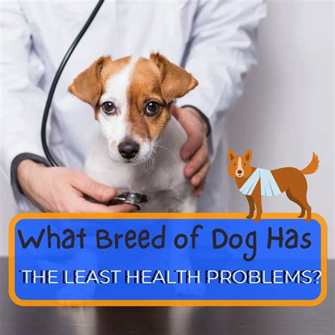 What Dog Has The Least Amount Of Health Issues