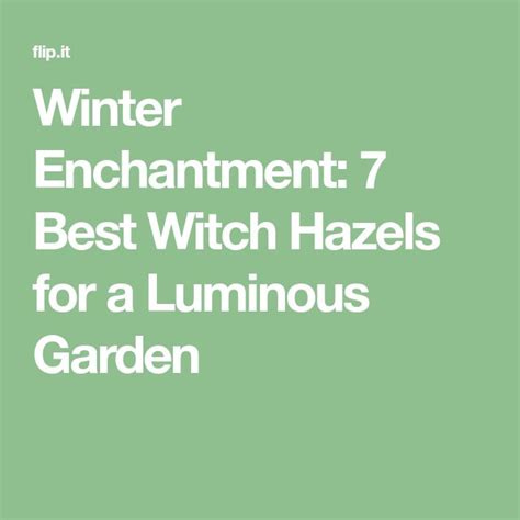 Winter Enchantment 7 Best Witch Hazels For A Luminous Garden Best