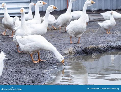 White Geese On The Farm Funny Geese Stock Photo Image Of Farm