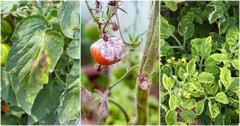 Les 10 Maladies Les Plus Courantes Des Plants De Tomates