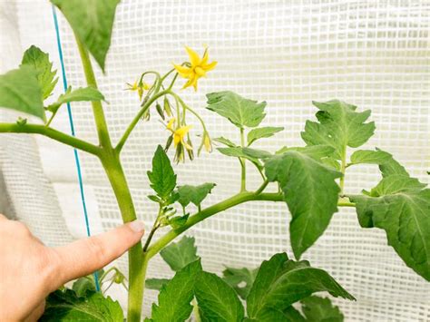 Tips For Pruning Tomatoes Maintenance Gardening