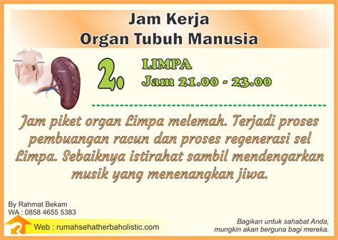 Jam Kerja Organ Tubuh Manusia Rumah Sehat Herba Holistic