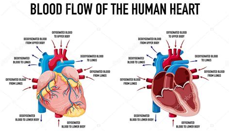 Diagrama Que Muestra El Flujo Sanguíneo Del Corazón Humano Ilustración 2023