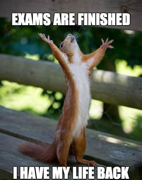 Finally Free Exams Finish Happy Squirrel Funny Animals Cute Animals