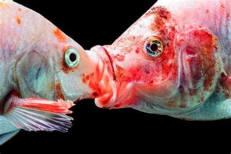 Some Fish Will Have Larger Sex Organs Due To Co2 Hotspots Study Al
