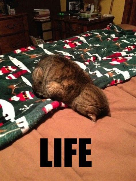40 Cat Memes To Make You Laugh Until You Cry Fallinpets