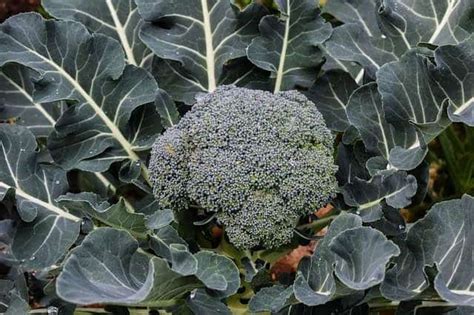 Why Is My Broccoli Plant Turning A Different Color Helpful Tips