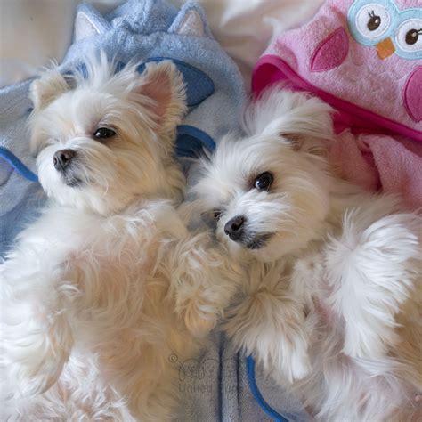 These Babies Look Like My Twins Maltese Puppy Teacup Puppies Maltese