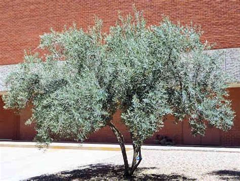 Types Of Olive Trees In Arizona Sharilyn Link