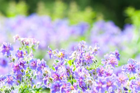 Early Summer Flowering Stock Photo Image Of Grow Geranium 12178810