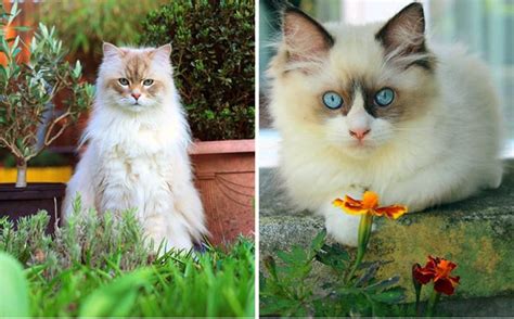 Siberian Or Ragdoll Cat—which Kitty Is Perfect For You