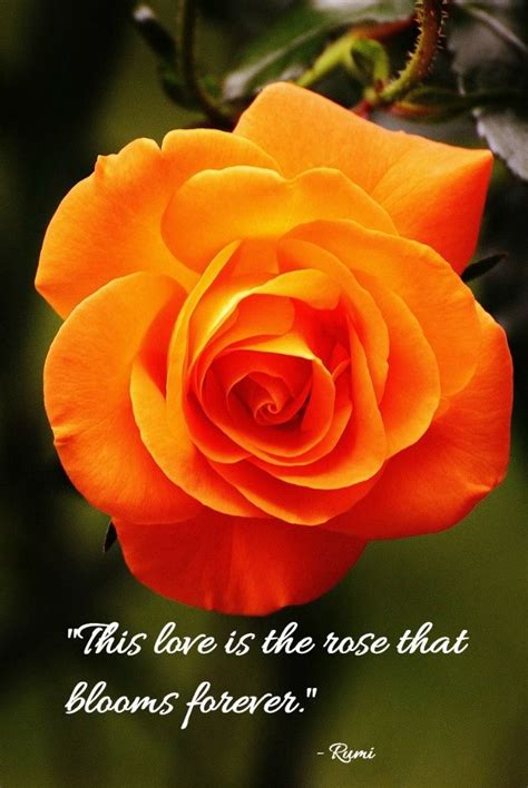 Romantic Rose Quotes 20 Best Rose Love Quotes With Images In 2020
