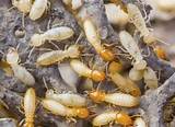 Colony Termite Photos