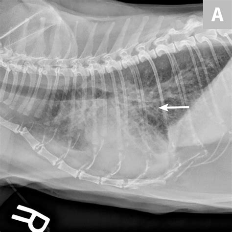 Common Pulmonary Diseases In Cats Clinicians Brief