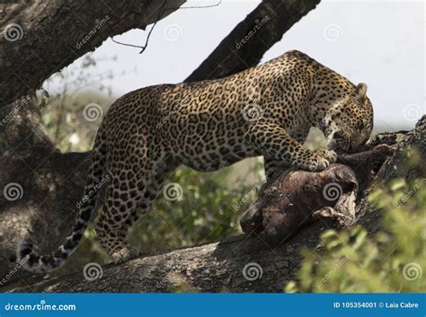 Leopard Eating A Young Hippo On A Tree In Maasai Mara Stock Image