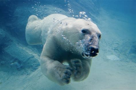 Study Shows Polar Bears Excel At Diving