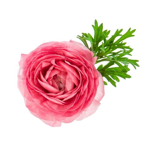 Affordable and search from millions of royalty free images, photos and vectors. Beautiful single flower head of pink ranunculus isolated ...