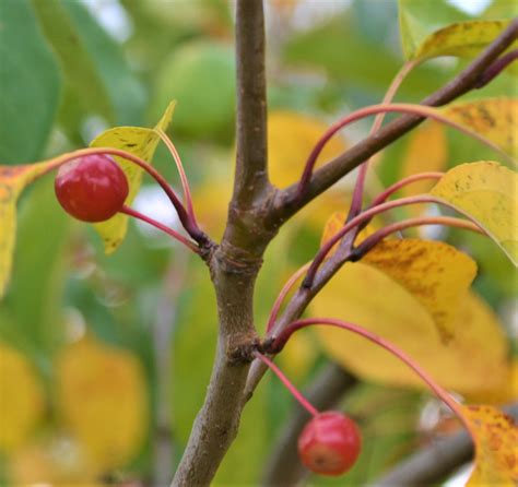 Donald Wyman Crabapple Berries Fall Next Generation Landscape Nursery