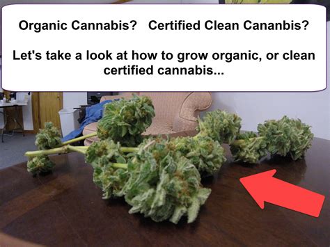 Grow Organic Cannabis How About Certified Clean Cannabis