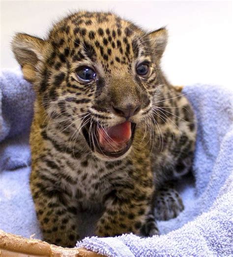 Significant Birth These Two Baby Jaguars At Milwaukee County Zoo Zooborns