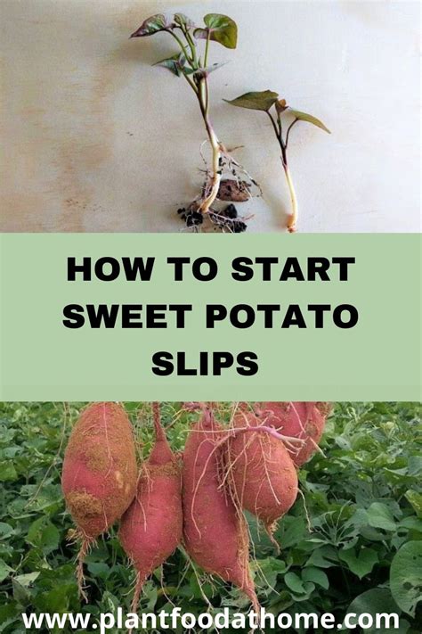 How To Start Sweet Potato Slips For Growing Sweet Potatoes With Photos