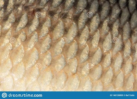 Big Wild Carp Fish Pattern Textured Skin Scales Macro View Stock Image
