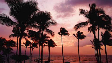 Palms In The Windy Sunset Wallpaper Backiee