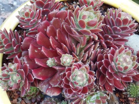 Hen And Chicks Succulents In Red Succulents Sempervivum Hens And Chicks