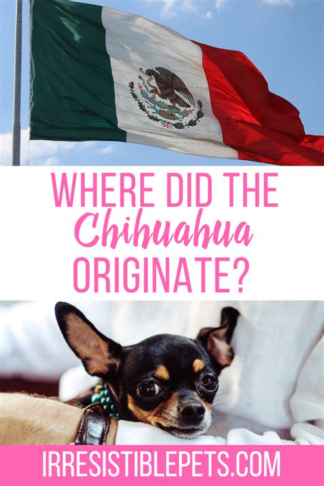 Where Did The Chihuahua Originate Irresistible Pets
