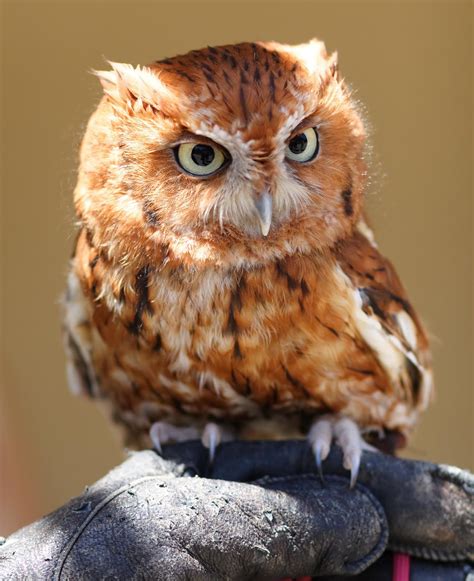 The Gorgeous Princess Do You Find Owls Cute Check This Out