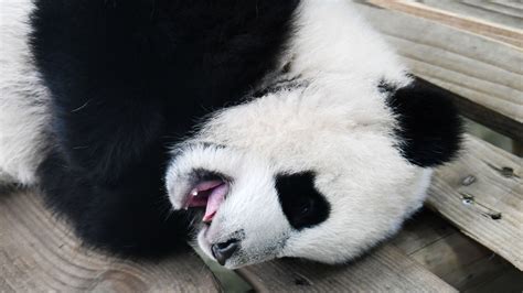 Dutch Zoo Releases Cute Pictures Of Baby Panda Fan Xing Cgtn